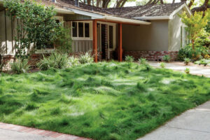 artificial_turf_HOA